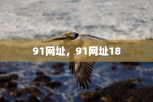 91网址，91网址18