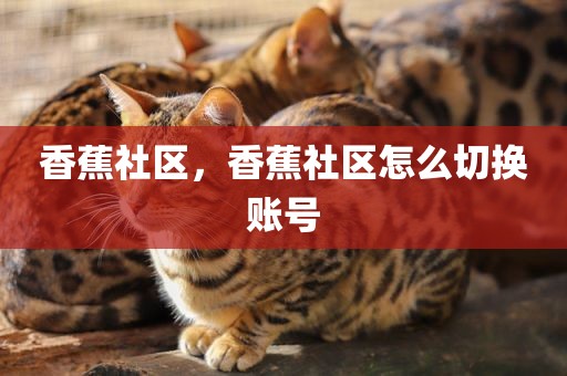 香蕉社区，香蕉社区怎么切换账号