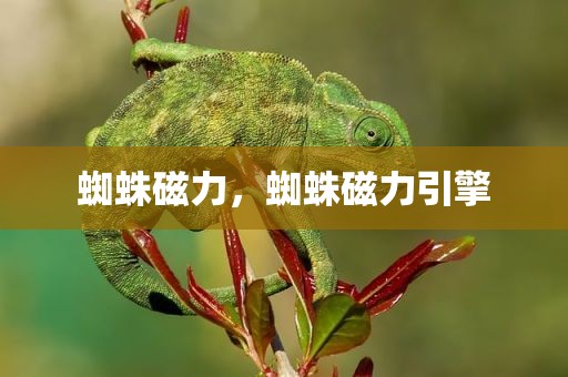 蜘蛛磁力，蜘蛛磁力引擎