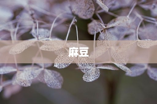 麻豆