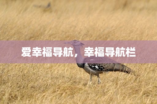 爱幸福导航，幸福导航栏