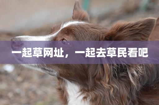 一起草网址，一起去草民看吧