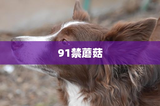 91禁蘑菇