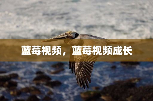 蓝莓视频，蓝莓视频成长