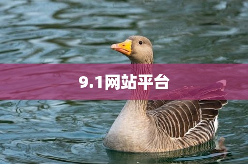 9.1网站平台