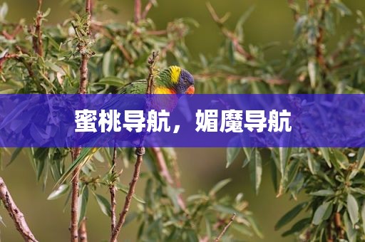 蜜桃导航，媚魔导航