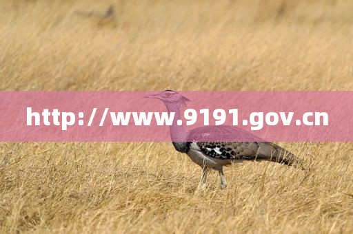 http://www.9191.gov.cn