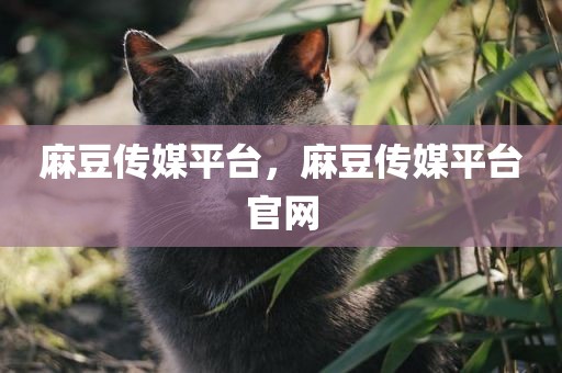 麻豆传媒平台，麻豆传媒平台官网