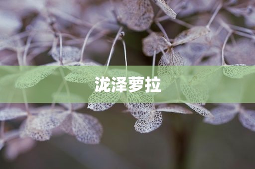 泷泽萝拉