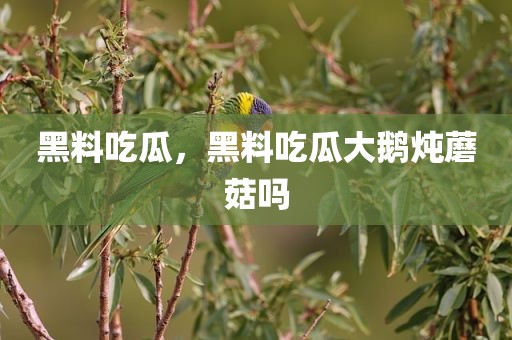 黑料吃瓜，黑料吃瓜大鹅炖蘑菇吗