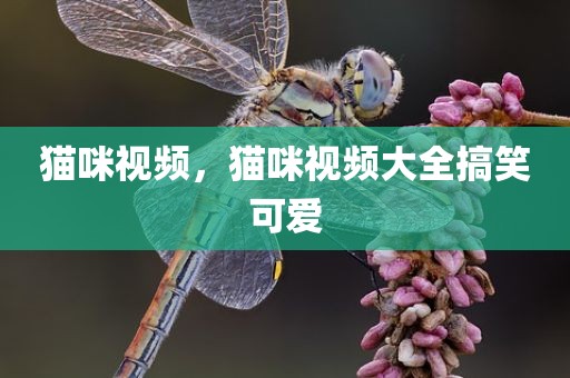 猫咪视频，猫咪视频大全搞笑可爱