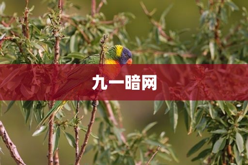 九一暗网