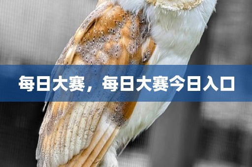 每日大赛，每日大赛今日入口