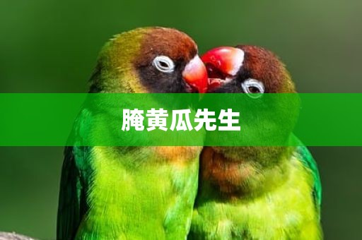 腌黄瓜先生