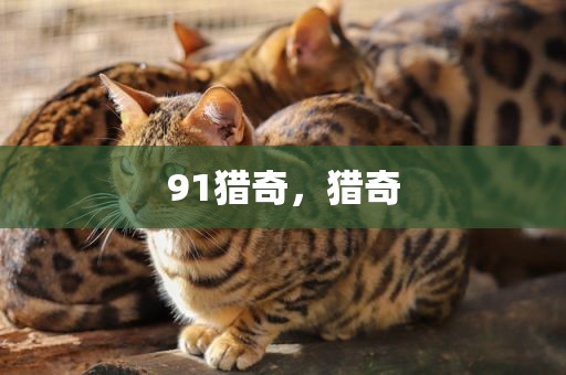 91猎奇，猎奇