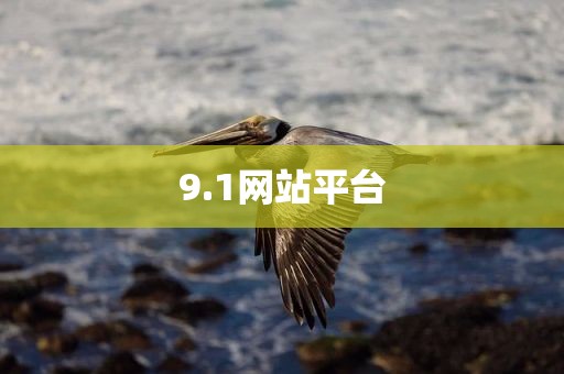 9.1网站平台