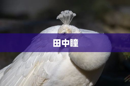 田中瞳