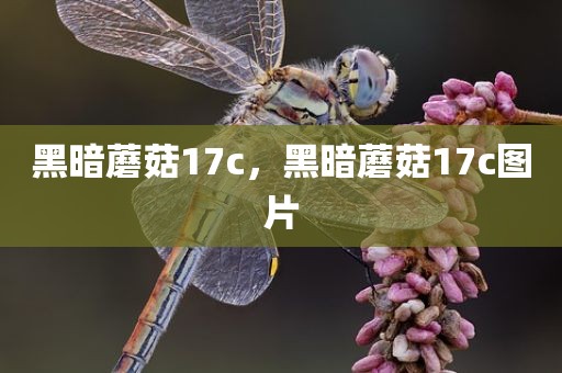黑暗蘑菇17c，黑暗蘑菇17c图片