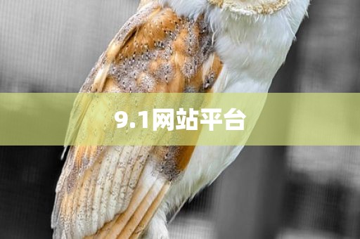 9.1网站平台
