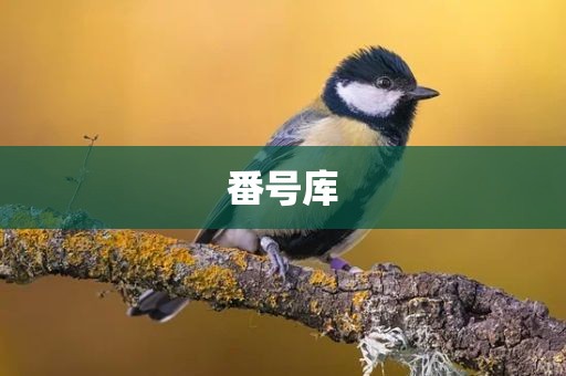 番号库