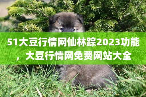 51大豆行情网仙林踪2023功能，大豆行情网免费网站大全