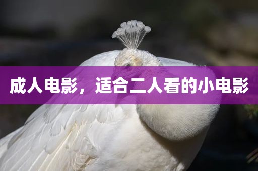 成人电影，适合二人看的小电影