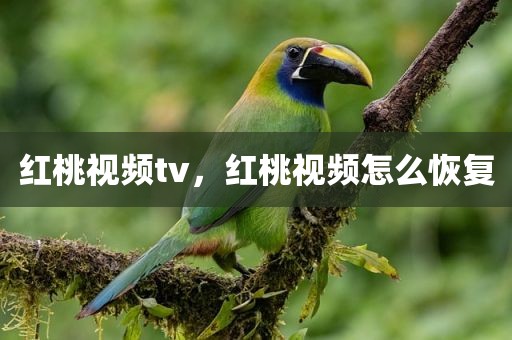 红桃视频tv，红桃视频怎么恢复