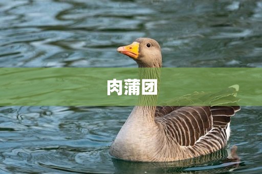 肉蒲团