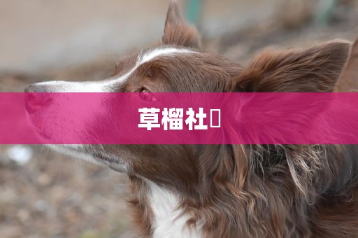 草榴社區