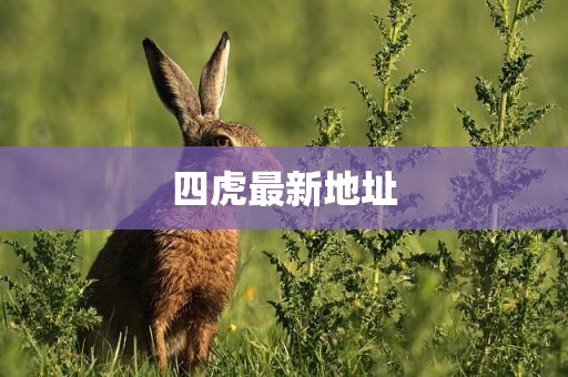 四虎最新地址