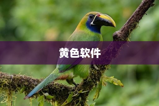 黄色软件