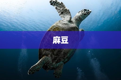 麻豆