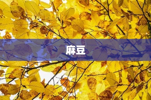 麻豆