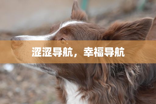 涩涩导航，幸福导航