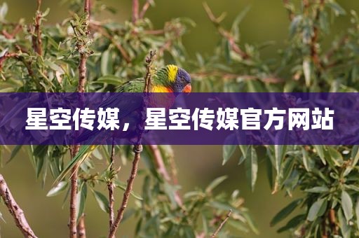星空传媒，星空传媒官方网站