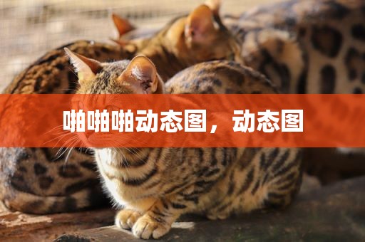 啪啪啪动态图，动态图