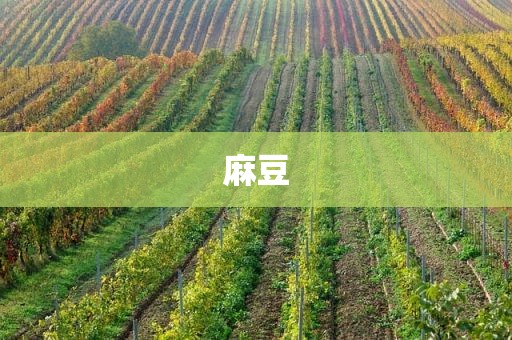 麻豆