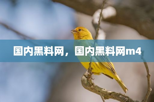 国内黑料网，国内黑料网m4