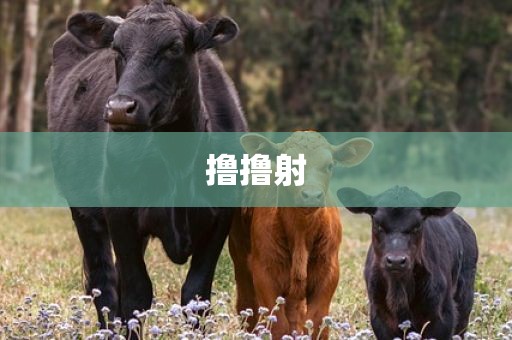 撸撸射