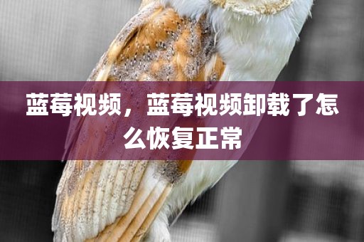 蓝莓视频，蓝莓视频卸载了怎么恢复正常