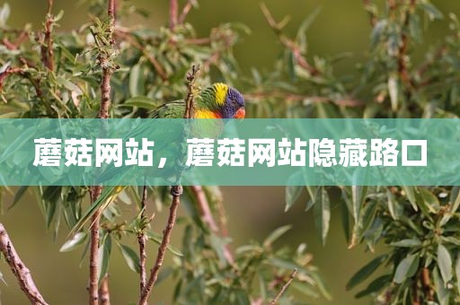 蘑菇网站，蘑菇网站隐藏路口