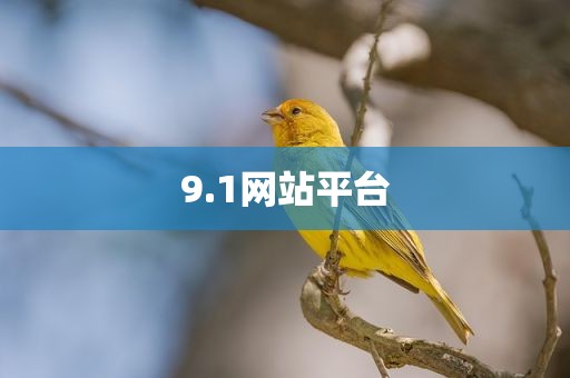 9.1网站平台