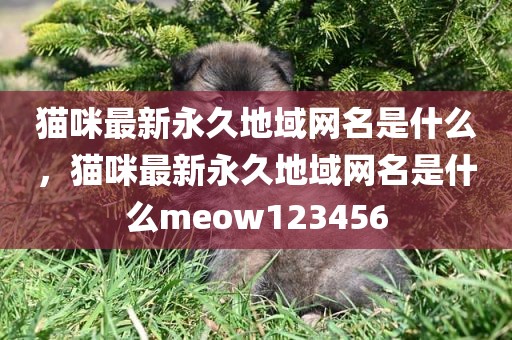 猫咪最新永久地域网名是什么，猫咪最新永久地域网名是什么meow123456