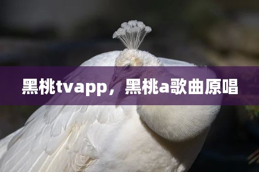 黑桃tvapp，黑桃a歌曲原唱