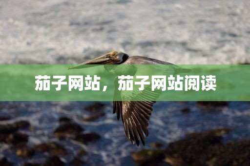 茄子网站，茄子网站阅读