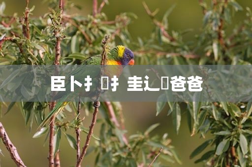 臣卜扌喿扌圭辶畐爸爸