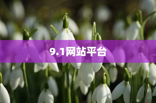 9.1网站平台