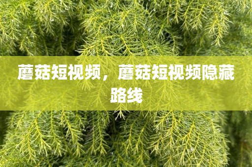 蘑菇短视频，蘑菇短视频隐藏路线