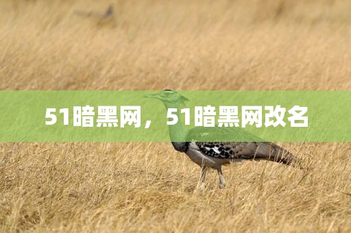 51暗黑网，51暗黑网改名