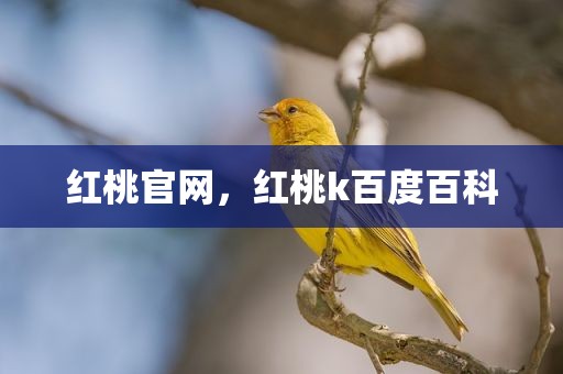 红桃官网，红桃k百度百科